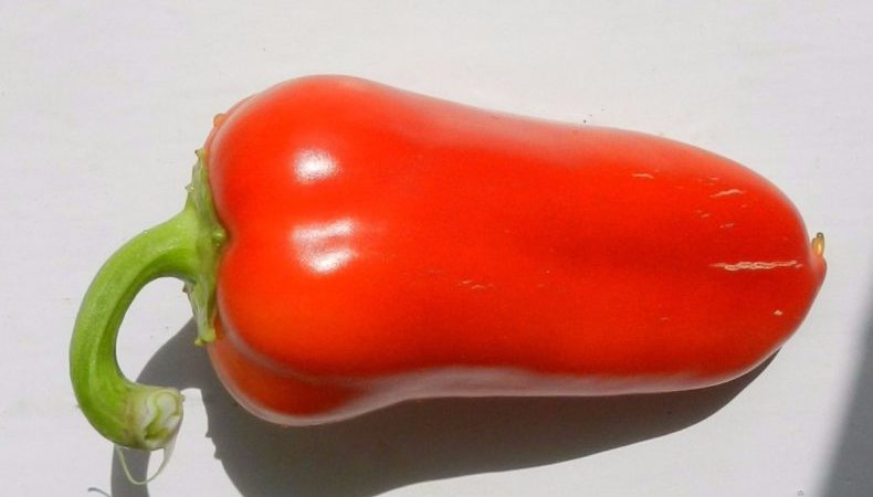 Pourquoi les résidents d'été aiment le poivron d'hirondelle: caractéristiques et description de la variété, ses avantages et ses inconvénients