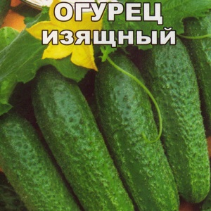 Une variété de concombre pollinisée par les abeilles préférée des jardiniers. Élégante pour la culture en serre et en plein champ