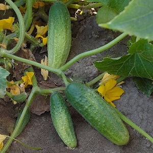 Une variété de concombre pollinisée par les abeilles préférée des jardiniers. Élégante pour la culture en serre et en plein champ