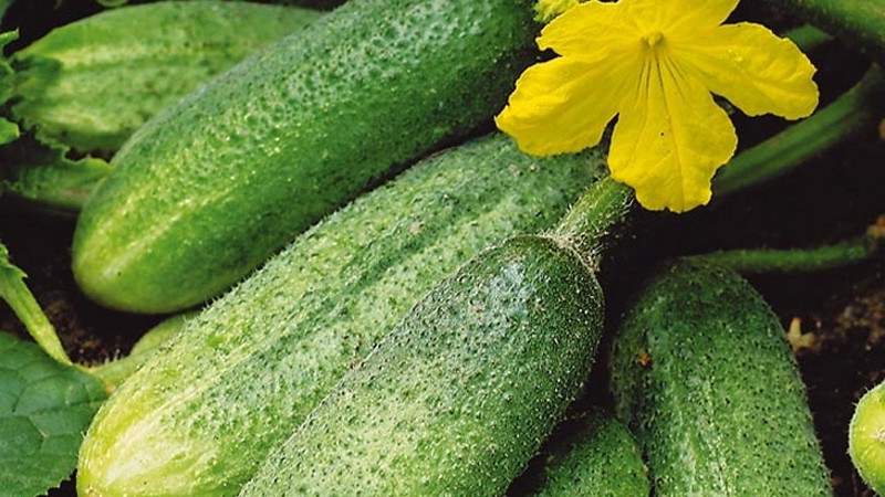 Une variété de concombre pollinisée par les abeilles préférée des jardiniers. Élégante pour la culture en serre et en plein champ