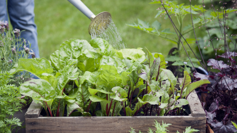Est-il possible et nécessaire de blottir les betteraves: nous comprenons le problème et étudions les règles générales de culture des tubercules