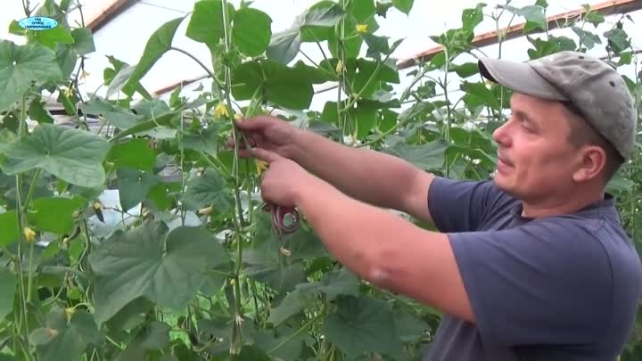 Est-il possible de couper les feuilles de concombres et comment le faire correctement