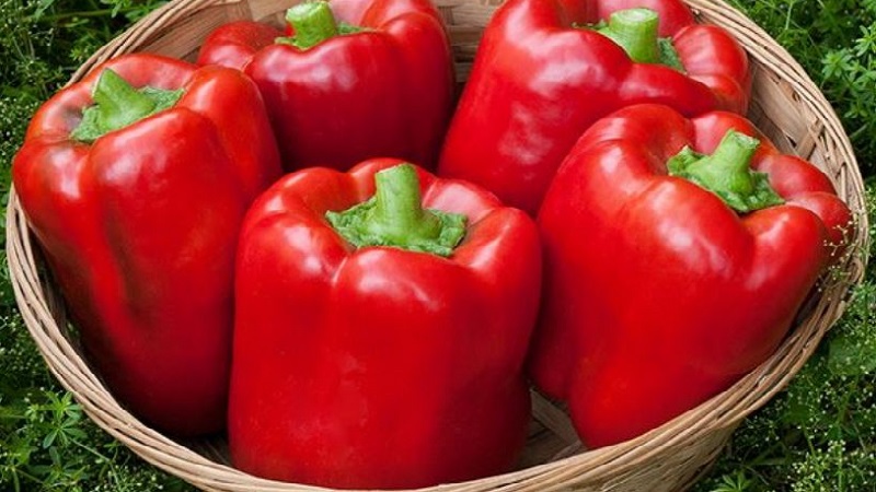 À l'envie des voisins et au plus grand plaisir des propriétaires - la variété de poivre miracle californien avec une vue parfaite et un bon goût