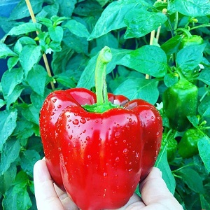 À l'envie des voisins et au plus grand plaisir des propriétaires - la variété de poivre miracle californien avec une vue parfaite et un bon goût