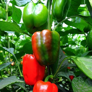 À l'envie des voisins et au plus grand plaisir des propriétaires - la variété de poivre miracle de Californie avec une vue parfaite et un bon goût