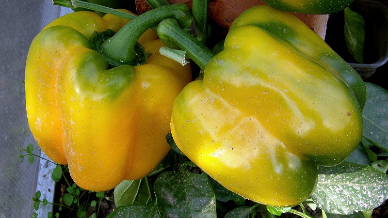 À l'envie des voisins et au plus grand plaisir des propriétaires - la variété de poivre miracle de Californie avec une vue parfaite et un bon goût