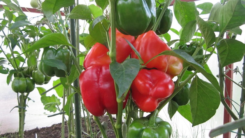 À l'envie des voisins et au plus grand plaisir des propriétaires - la variété de poivre miracle de Californie avec une vue parfaite et un bon goût