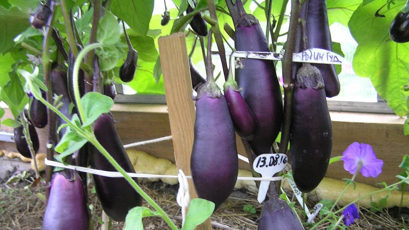 Aubergine Robin Hood sans prétention - Idéal pour les agriculteurs débutants