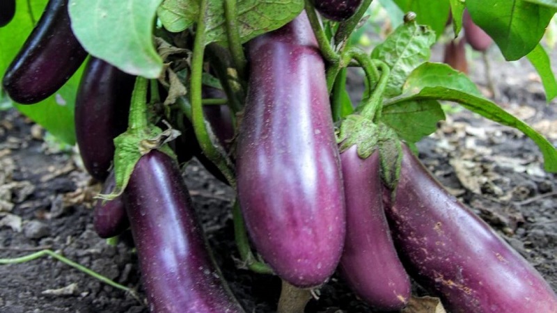 Aubergine Robin Hood sans prétention - Idéal pour les agriculteurs débutants