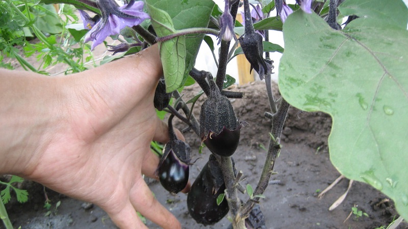 Aubergine Robin Hood sans prétention - Idéal pour les agriculteurs débutants