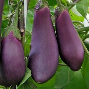 Aubergine Robin Hood sans prétention - Idéal pour les agriculteurs débutants