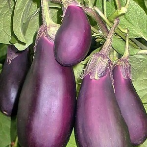 Aubergine Robin Hood sans prétention - Idéal pour les agriculteurs débutants