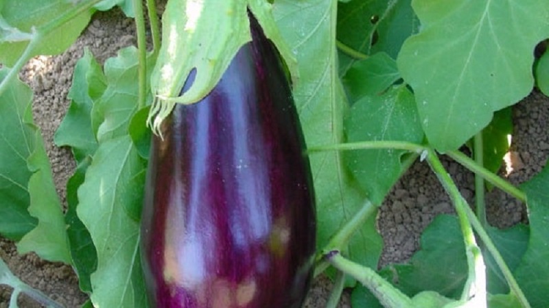 Aubergine Robin Hood sans prétention - Idéal pour les agriculteurs débutants