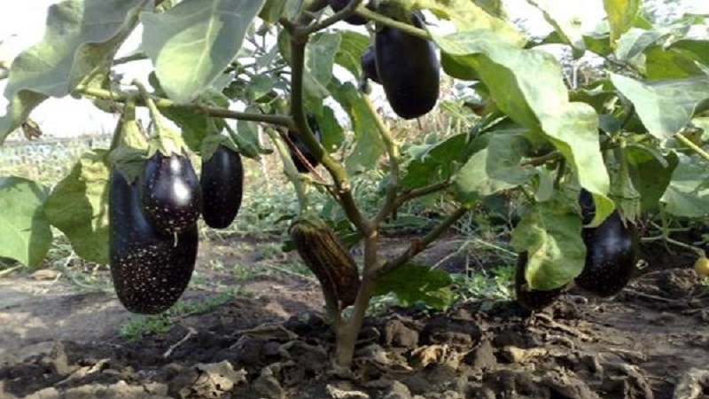 Aubergine Robin Hood sans prétention - Idéal pour les agriculteurs débutants