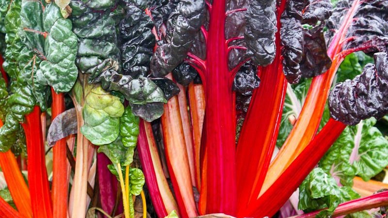 Est-il nécessaire et possible de couper les feuilles de betteraves pendant la croissance: considérez la faisabilité et apprenez à le faire