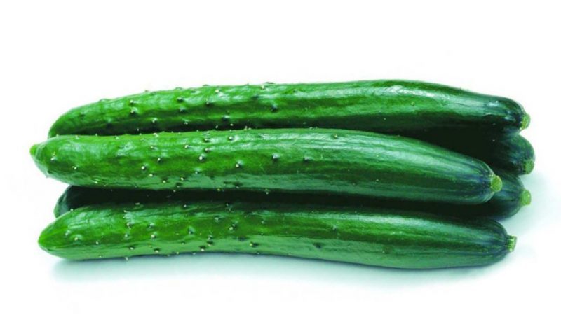 Concombre Alligator délicieux et parfumé pour une consommation fraîche