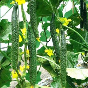 Concombre Alligator délicieux et parfumé pour une consommation fraîche