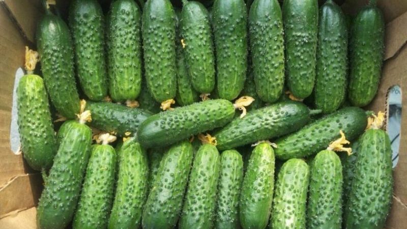 Examen du concombre Furor: avantages et inconvénients, caractéristiques des cultures et conseils pour la culture