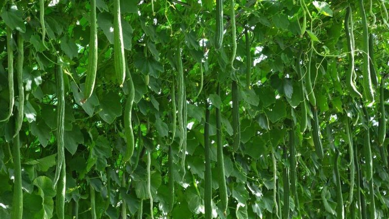 Comment faire pousser de longs concombres Des serpents chinois de forme inhabituelle et battre des records de rendement sur votre site