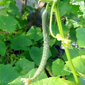 Comment faire pousser de longs concombres Des serpents chinois de forme inhabituelle et battre des records de rendement sur votre site