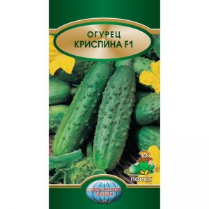 Concombre Crispin sans prétention, productif et savoureux des éleveurs néerlandais