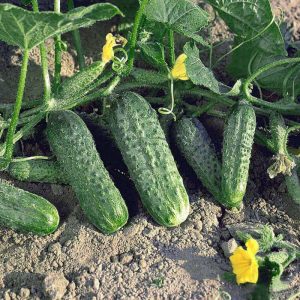 Concombre Crispin sans prétention, productif et savoureux des éleveurs néerlandais