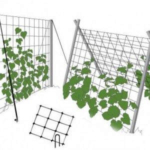 Concombre de mi-saison pollinisé par les abeilles Printemps des éleveurs moldaves