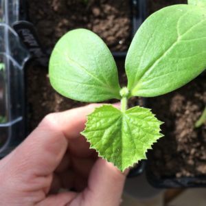 Concombre de mi-saison pollinisé par les abeilles Printemps des éleveurs moldaves