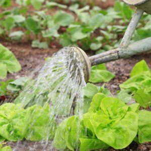 Concombre de mi-saison pollinisé par les abeilles Printemps des éleveurs moldaves