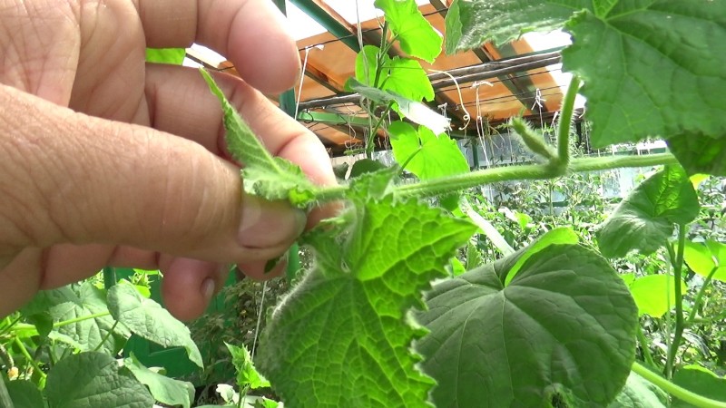Petite-fille de la grand-mère hybride de concombre F1: description et caractéristiques de la technologie agricole