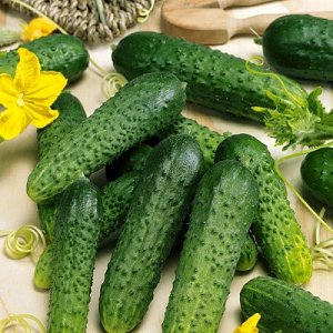 Hybride hybride précoce de concombres Gunnar: caractéristiques et techniques de culture