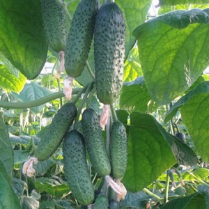 Serre hybride populaire avec un beau nom et une récolte abondante - concombres boucles d'oreilles émeraude