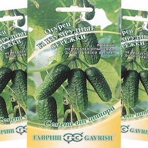 Serre hybride populaire avec un beau nom et une récolte abondante - concombres boucles d'oreilles émeraude