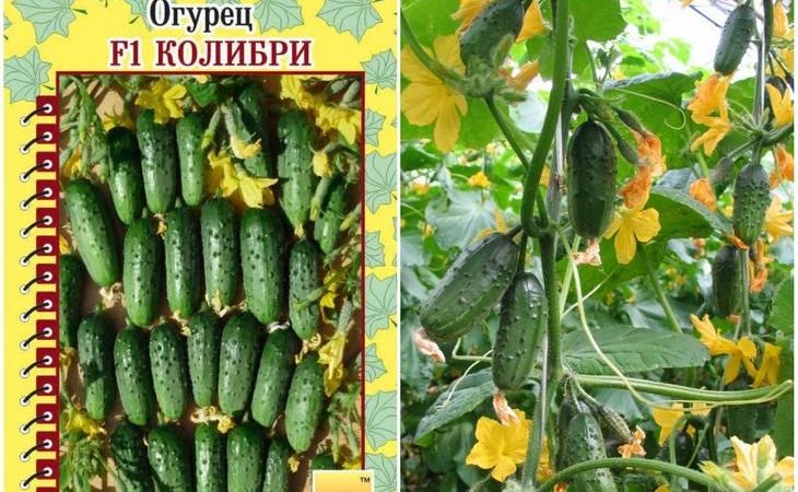 Rendement incroyable de concombre colibri pour les cornichons et la consommation fraîche