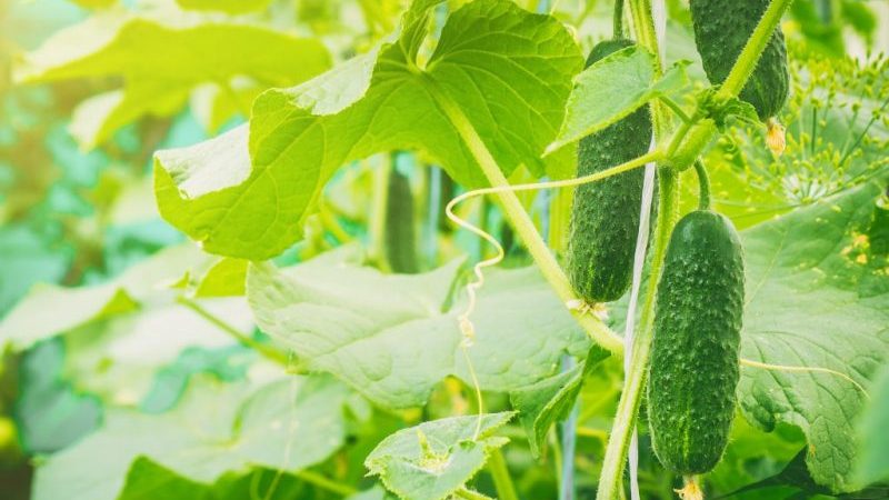 Rendement incroyable de concombre colibri pour les cornichons et la consommation fraîche