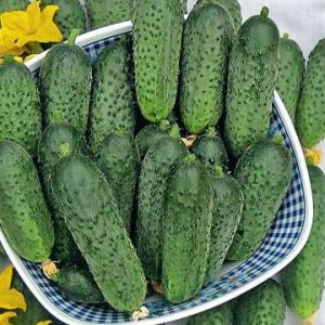 Hybride précoce de concombres Grasshopper d'éleveurs domestiques