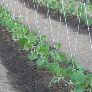 Un des premiers hybrides de concombres Grasshopper provenant d'éleveurs domestiques