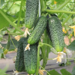 Belle-mère concombre à rendement stable et éprouvé