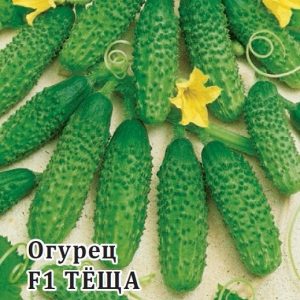 Belle-mère concombre à rendement stable et éprouvé