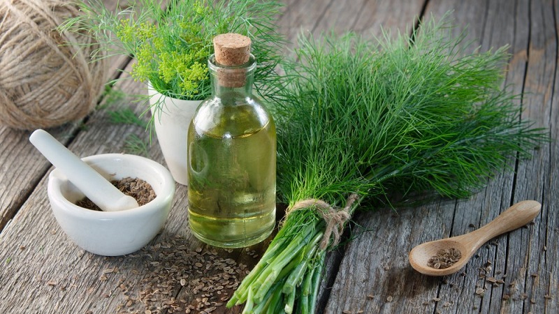 À quoi sert la décoction d'aneth, comment la cuisiner et l'utiliser correctement