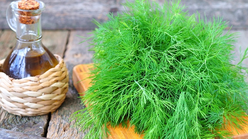 À quoi sert la décoction d'aneth, comment la cuisiner et l'utiliser correctement