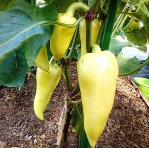 Pourquoi la variété de poivre Belozerka est bonne et pourquoi il vaut la peine d'essayer de la cultiver sur votre site