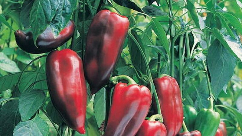 Piment Pinocchio hybride pour les amateurs de variétés sucrées et juteuses à haut rendement