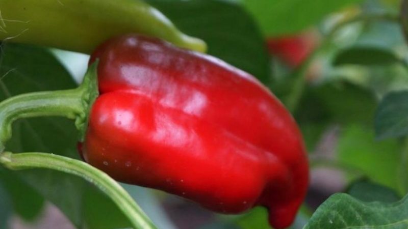 Piment Pinocchio hybride pour les amateurs de variétés sucrées et juteuses à haut rendement