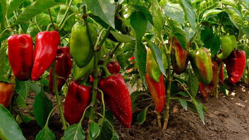 Piment Pinocchio hybride pour les amateurs de variétés sucrées et juteuses à haut rendement