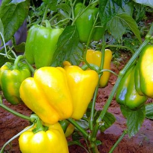 Hybride hollandais Gemini Pepper F1: avis d'agriculteurs avec expérience et règles pour en prendre soin