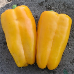 Hybride hollandais Gemini Pepper F1: avis d'agriculteurs avec expérience et règles pour en prendre soin