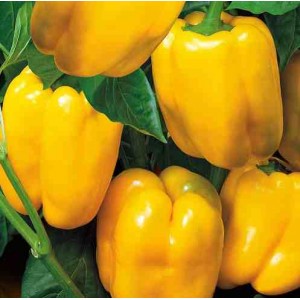 Hybride hollandais Gemini Pepper F1: avis d'agriculteurs avec expérience et règles pour en prendre soin