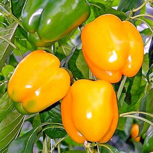 Hybride hollandais Gemini Pepper F1: avis d'agriculteurs avec expérience et règles pour en prendre soin