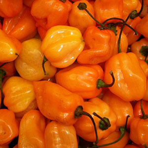 Comment faire pousser des piments habanero et utiliser correctement cet ingrédient en cuisine